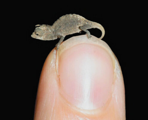 Brookesia Micra
