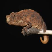 Brookesia Micra