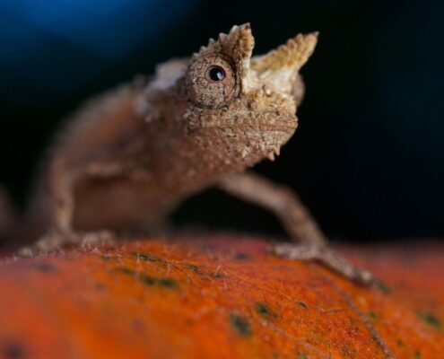 Brookesia Micra
