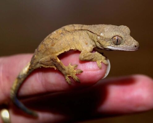 Crested Gecko