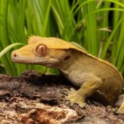 Crested Gecko