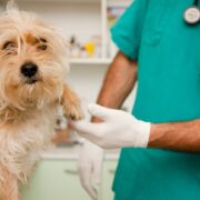 Evcil Hayvanlar Ne Sıklıkla Veterinere Götürülmelidir?