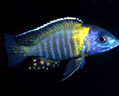 Furcifer Cichlid