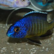Furcifer Cichlid