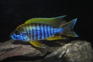 Furcifer Cichlid