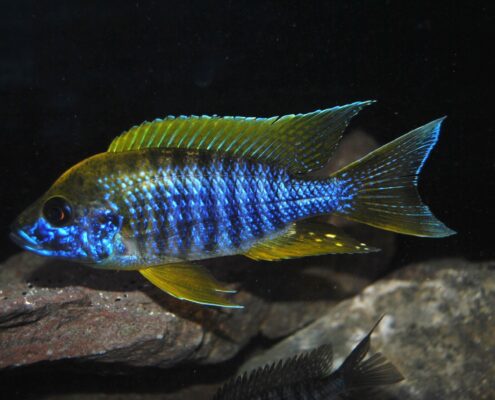 Furcifer Cichlid