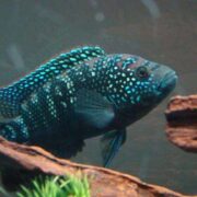 Jack Dempsey Cichlid