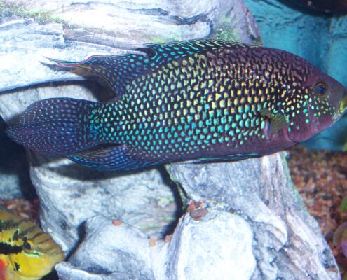 Jack Dempsey Cichlid