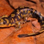 Kaplan Semender (Tiger Salamander)