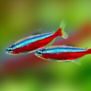 Kardinal Neon Tetra