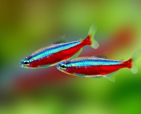 Kardinal Neon Tetra