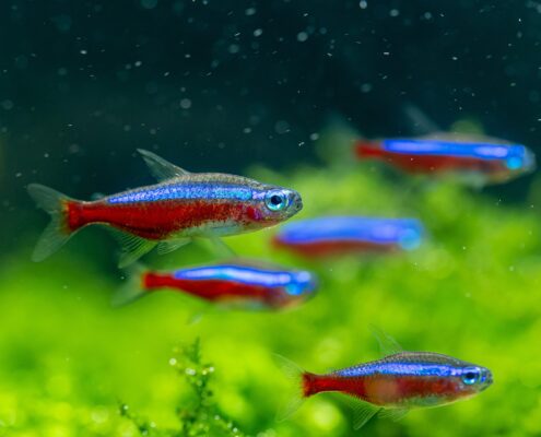 Kardinal Neon Tetra