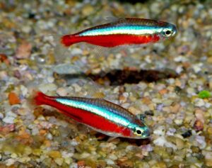 Kardinal Neon Tetra