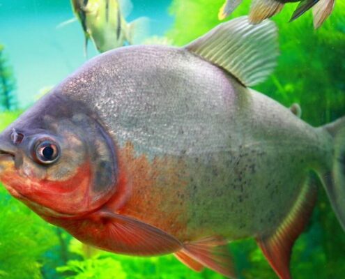 Kırmızı Pacu Kırmızı Pacu