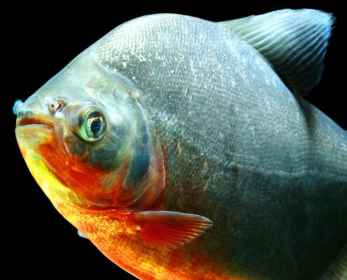 Kırmızı Pacu Kırmızı Pacu