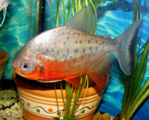 Kırmızı Pacu Kırmızı Pacu