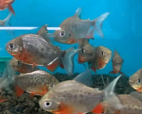 Kırmızı Pacu Kırmızı Pacu