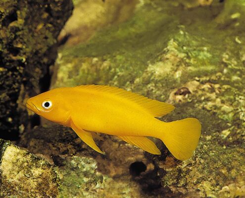Limon Cichlid