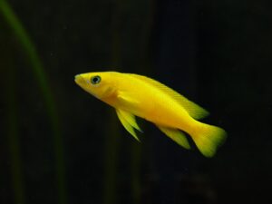 Limon Cichlid