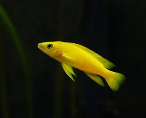 Limon Cichlid
