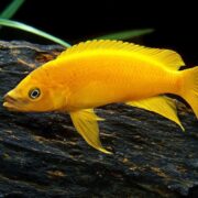 Limon Cichlid