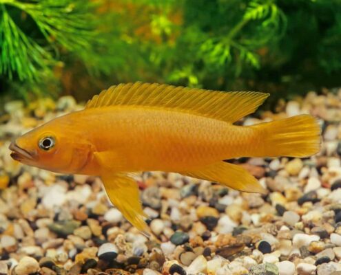 Limon Cichlid