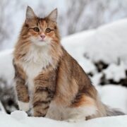Norveç Orman Kedisi