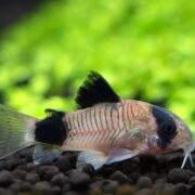Panda Cory