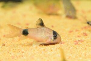 Panda Cory