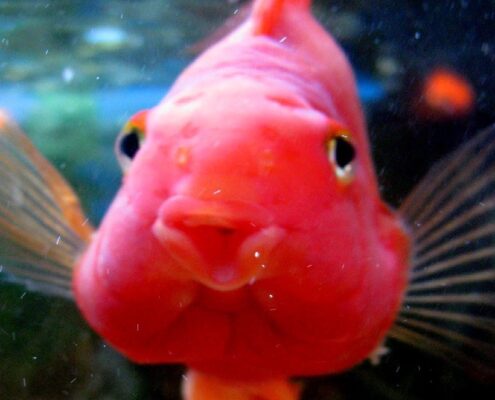 Papağan Cichlid Papağan Cichlid