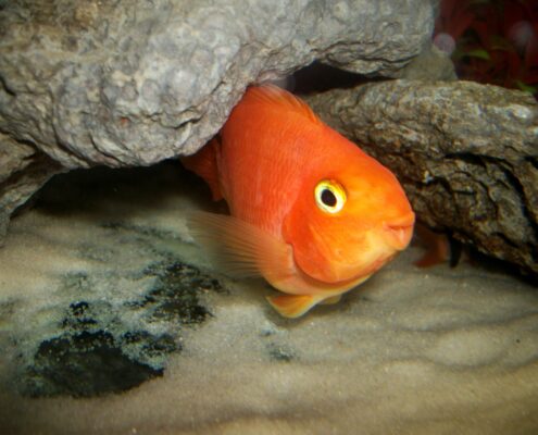Papağan Cichlid Papağan Cichlid
