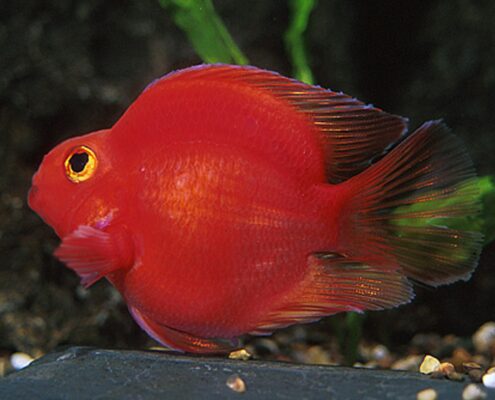 Papağan Cichlid Papağan Cichlid
