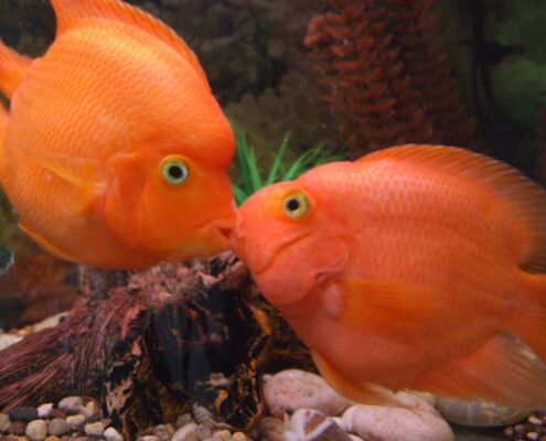 Papağan Cichlid Papağan Cichlid