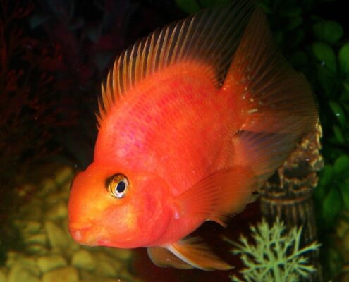 Papağan Cichlid Papağan Cichlid