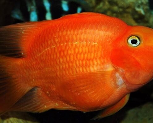 Papağan Cichlid Papağan Cichlid