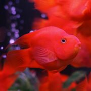Papağan Cichlid