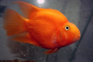 Papağan Cichlid Papağan Cichlid