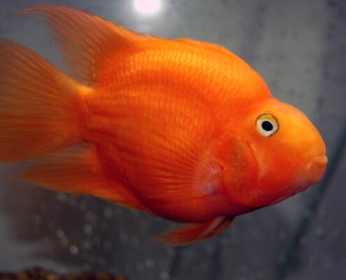 Papağan Cichlid Papağan Cichlid
