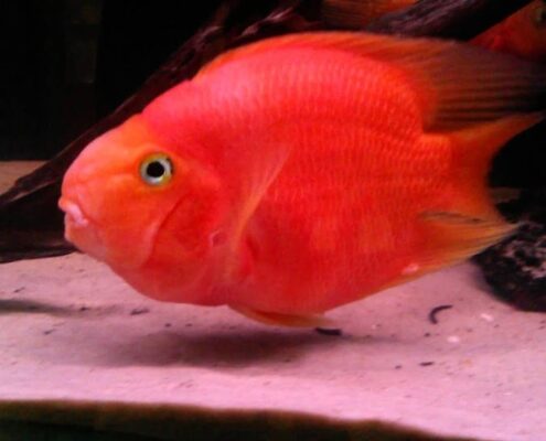 Papağan Cichlid Papağan Cichlid