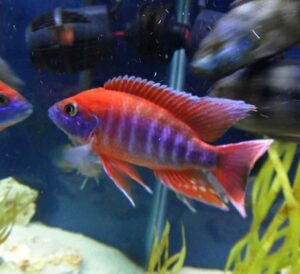 Red Rubin Cichlid