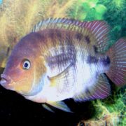 Sayika Cichlid (Sajica)