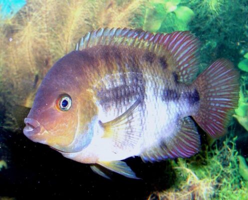 Sayika Cichlid (Sajica)