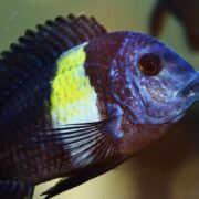 Tropheus Duboisi