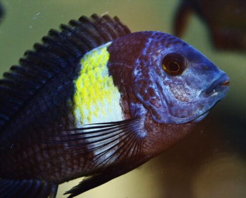 Tropheus Duboisi
