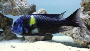 Tropheus Duboisi