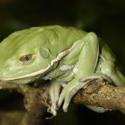Waxy Monkey Tree Frog (Mumlu Maymun Ağaç Kurbağası)