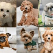 Büyümeyen Köpek Irkları ve Genel Özellikleri