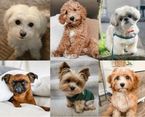 Büyümeyen Köpek Irkları ve Genel Özellikleri