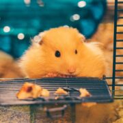 Hamsterların Yememesi Gereken Yiyecekler