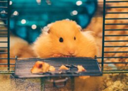Hamsterların Yememesi Gereken Yiyecekler